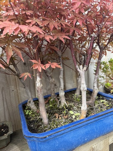 Japanese maple forest acer - forest,