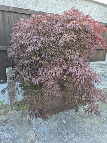 Japanese acer maple - japanese,