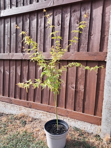 Acer palmatu japanese maple - acer,