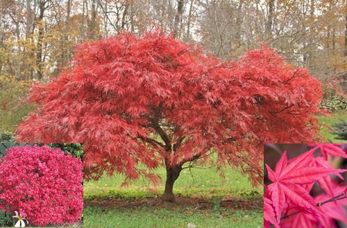 Japanese maple acer tree plant - tree,