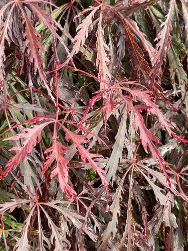 Acer palmatum dissectum tamuke - acer,