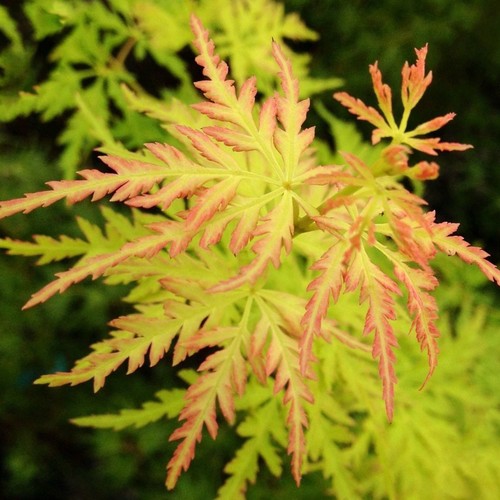Acer palmatum seiryu - acer,