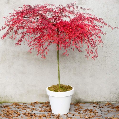 Acer palmatum emerald - acer,