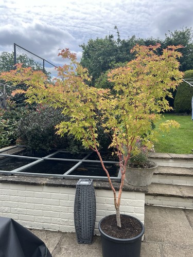 Japanese maple tree acer - japanese,