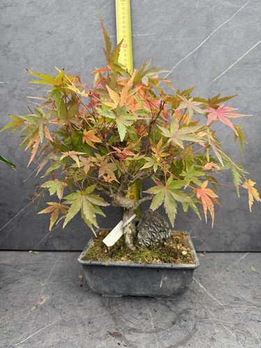 Acer japanese maple bonsai - japanese,