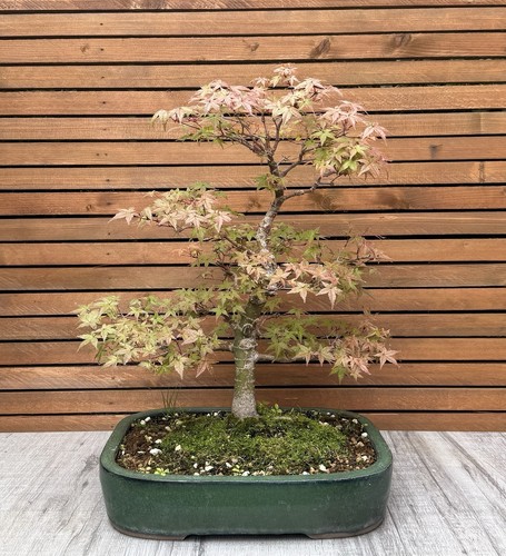 Japanese deshojo maple bonsai - maple,
