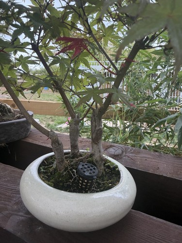 Japanese maple bonsai tree - japanese,
