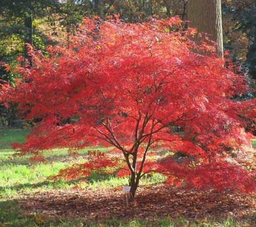 Acer palmatum atrolineare - palmatum,